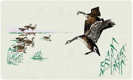 Bacova Flight Goose Flight 10038