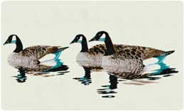 Bacova Mailbox Canadian Geese 10061
